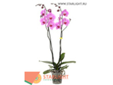 ���������� �2 (100) 1 995.00