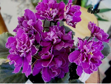 ��� ������� ������.jpg