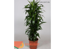 ������� ������ ����� (150) 8 550.00