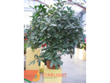 ����� ������������ (200) 49 500.00