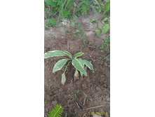 P 20160616 185351 1 p.jpg