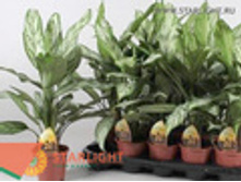 ��������� ������� ���� (40) 595.0