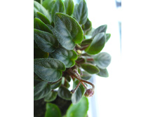 ������� Pink Mint