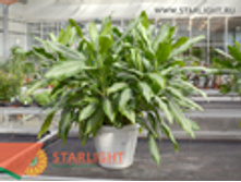 ��������� �������� �� ���� (110) 6 550.00