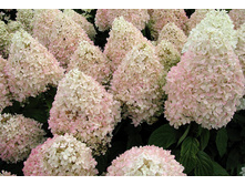 Hydrangea (���������) pan. Magical Summer P23/C5 30-40 CM - 15,7