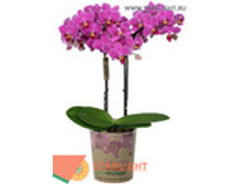 ���������� ����������� (35) 695.00