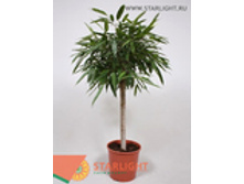 ����� ���� ���� (150) 7 995.00