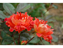 Rosa (����) Chocolate Ruffle's C5 - 8,66