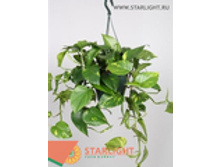 ���������� (60) 795.00