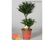 ������� �������� (60) 895.00