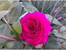 ��� �����