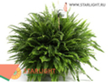 ���������� ������ ��������� (60) 1 295.00