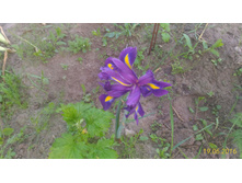 P 20160619 202900 p.jpg