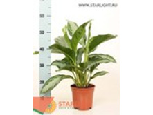 ��������� ������� ��� (60) 1 995.00