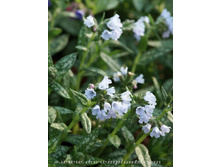 �������� Opal
