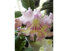 IMG 20160603 183735.jpg