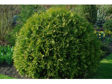 Thuja (���) occidentalis Globosa - 3,08