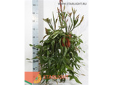 �������� ��������� (50) 2 995.00