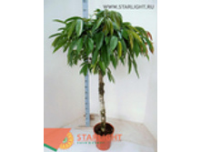 ����� ���� ������ ���� (180) 12 995.00