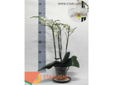 ���������� (75) 3 250.00