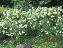 IMG 3226.JPG