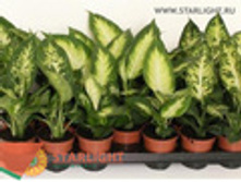 ����������� (60) 495.00