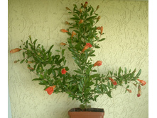 ������ ����, 4 ������ �� ������, 25 �� �� ������