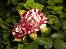 ���������� �����