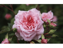 Rosa (����) Dunham Massey C5.5 - 21,06