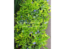 �������� ����� Aureovariegata