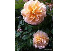 Rosa (����) Amelie Nothomb C5 - 10,55