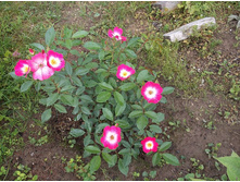 ������, ����������