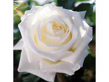 Rosa (����) Livadia / Metropolitan / Queen Mary 2 C5 - 7,81