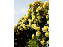 Rosa (����) Rimosa C5 - 9,45