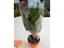 ���������� ������ (45) 495.00