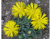 �������� �������� (Faucaria tigrina)- 150 ���.