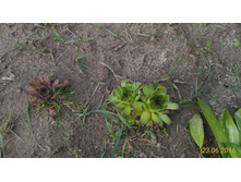 P 20160623 192429 1 p.jpg