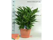 ����������� (100) 3 995.00