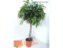 ����� ���� ������ ���� (140) 7 995.00