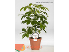 �������� ���� (50) 195.0