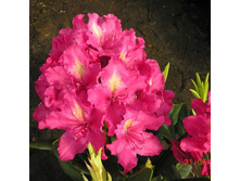 Rhododendron (���-�) Jan III Sobieski / Amaranth - 12,33