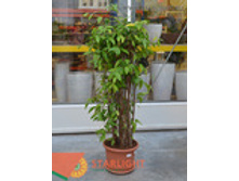 ������� ��������� (150) 7 995.00