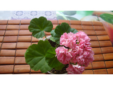 Noel Gordon (�������)