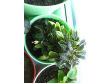 ��� �������� � ���� ������� Pink Mint