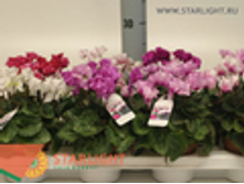 �������� (25) 295.00