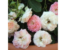 Rosa (����) Happy Memories C5.5 - 16,68