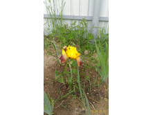 P 20160616 185046 1 p.jpg