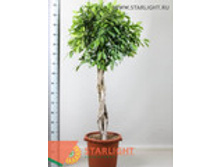 ����� ������ ����� (180) 9 995.00