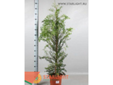 ���� ������������ (150) 3 695.00