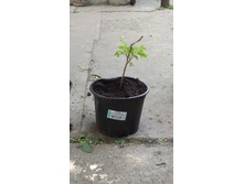 ���� �����������